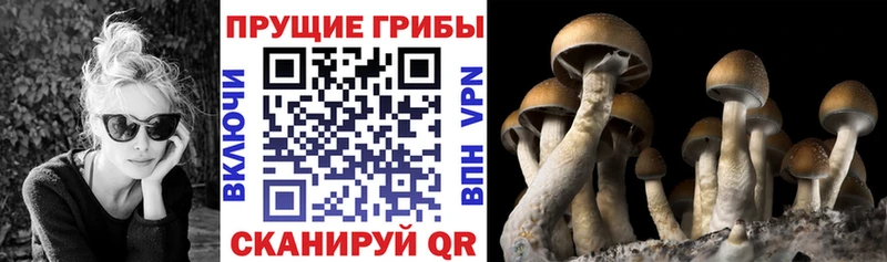 сколько стоит  Калтан  Галлюциногенные грибы Psilocybe 